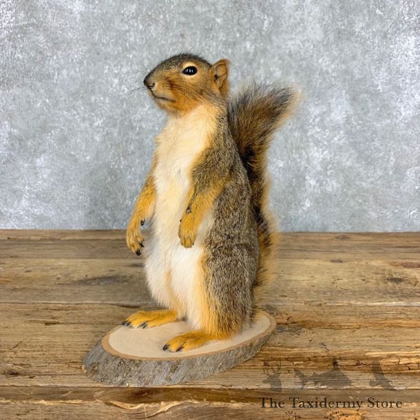 Fox Squirrel Mount For Sale #21674 @ The Taxidermy Store