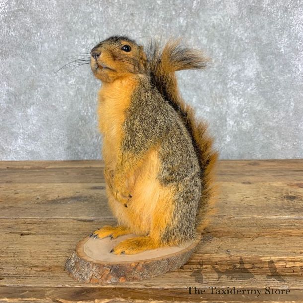 Fox Squirrel Mount For Sale #21675 @ The Taxidermy Store