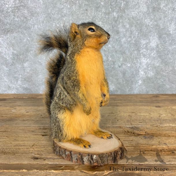 Fox Squirrel Mount For Sale #21676 @ The Taxidermy Store