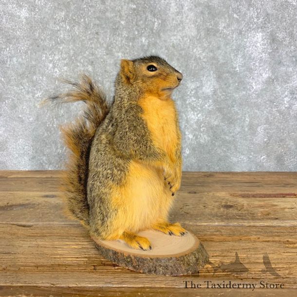 Fox Squirrel Mount For Sale #21677 @ The Taxidermy Store