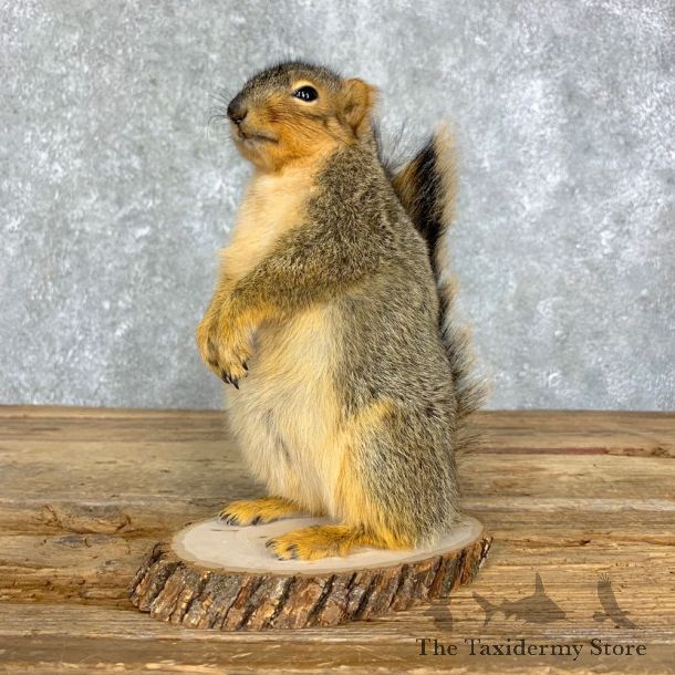 Fox Squirrel Mount For Sale #21678 @ The Taxidermy Store