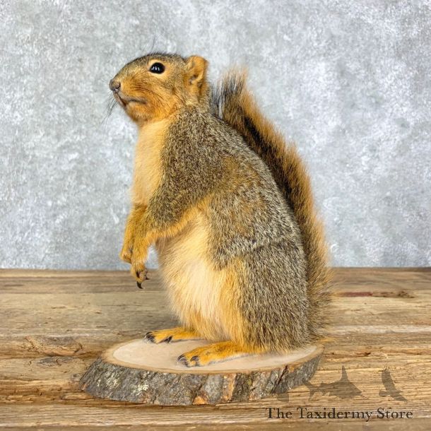 Fox Squirrel Mount For Sale #21679 @ The Taxidermy Store