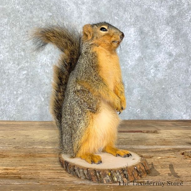 Fox Squirrel Mount For Sale #21680 @ The Taxidermy Store