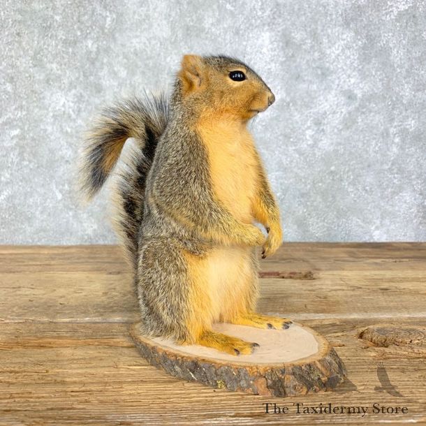 Fox Squirrel Mount For Sale #21681 @ The Taxidermy Store