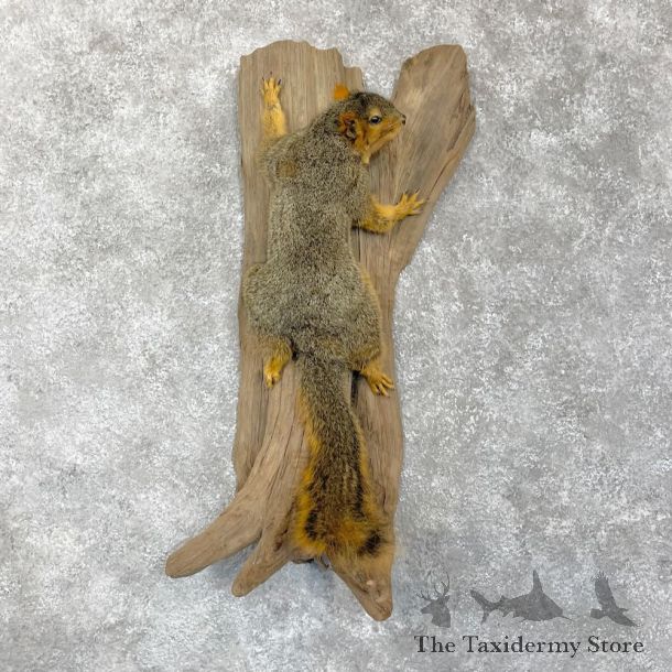Fox Squirrel Mount For Sale #28089 @ The Taxidermy Store