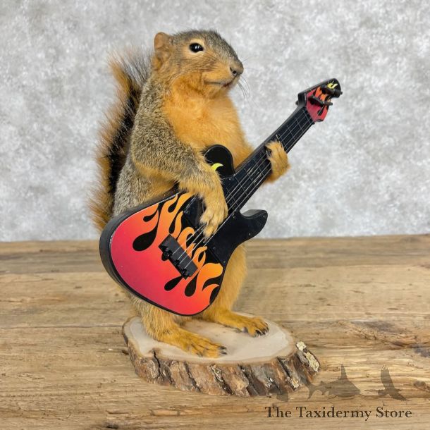 Fox Squirrel Novelty Mount For Sale #28671 @ The Taxidermy Store