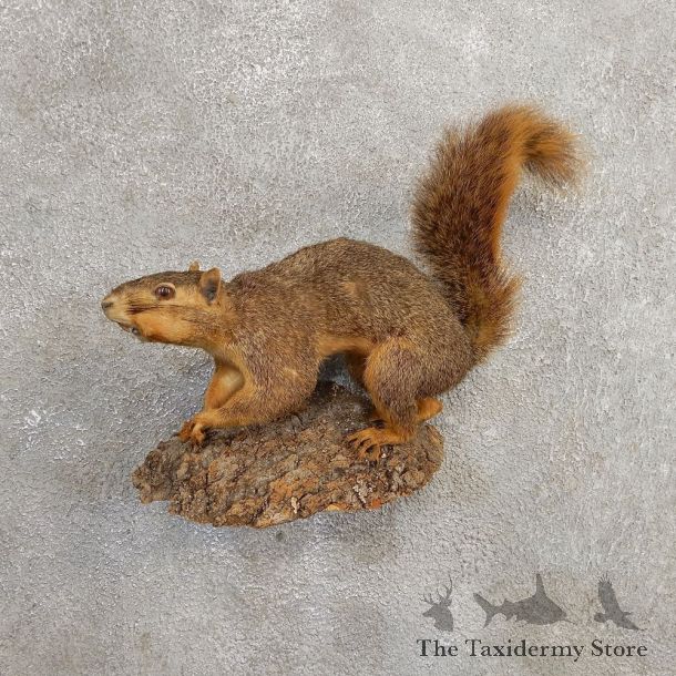 Fox Squirrel Taxidermy Mount For Sale #21022 @ The Taxidermy Store