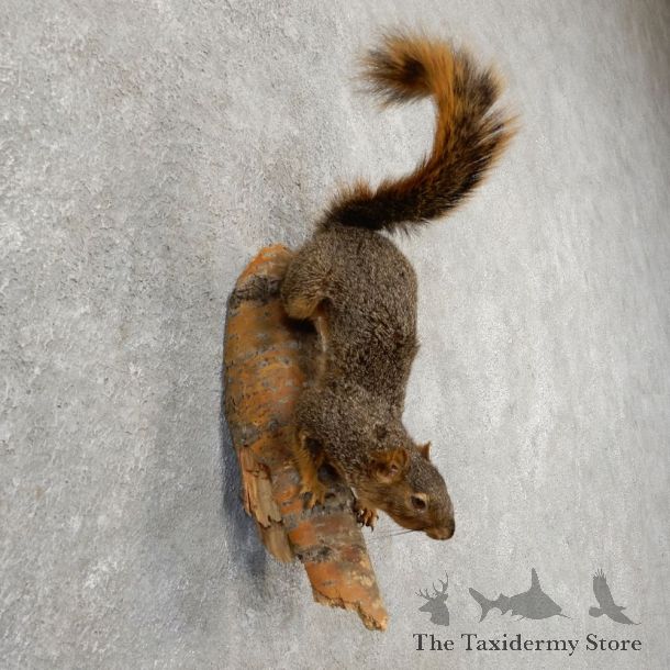 Fox Squirrel Taxidermy Mount For Sale #21147 @ The Taxidermy Store