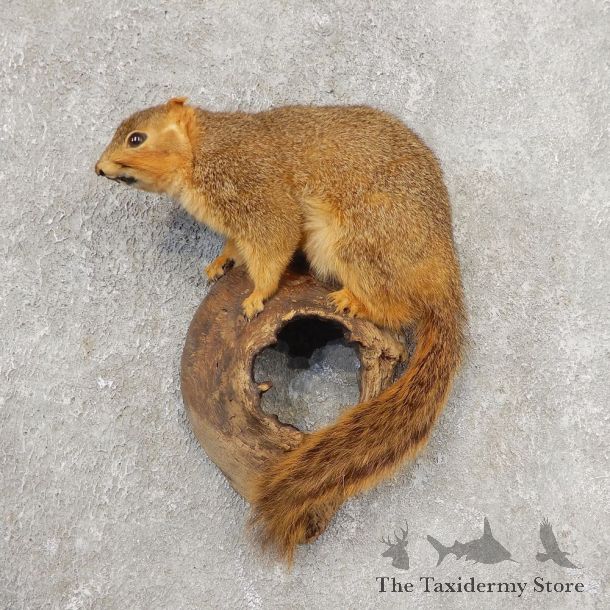 Fox Squirrel Taxidermy Mount For Sale #21156 @ The Taxidermy Store