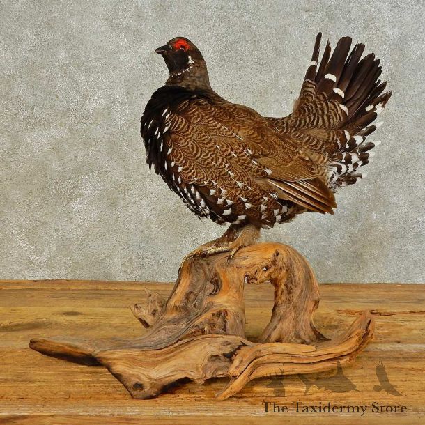 Franklin's Grouse Bird Mount For Sale #16501 @ The Taxidermy Store