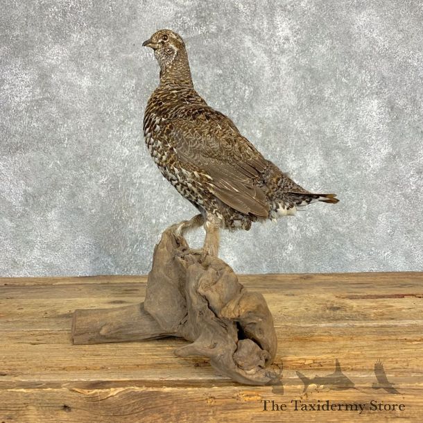 Franklin's Grouse Bird Mount For Sale #21296 @ The Taxidermy Store