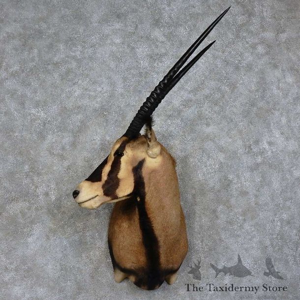 Fringe-eared Oryx Shoulder Mount For Sale #15750 @ The Taxidermy Store