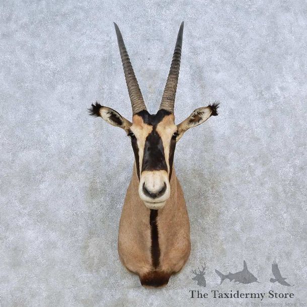 Fringe Eared Oryx Shoulder Mount For Sale #14558 @ The Taxidermy Store