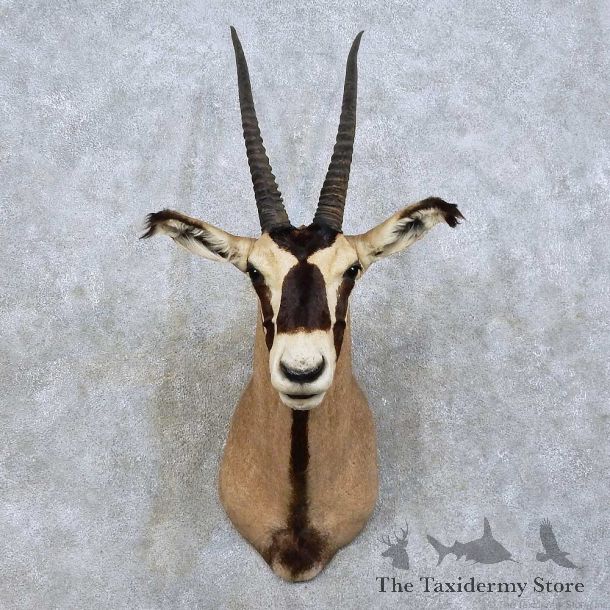 Fringe-eared Oryx Shoulder Mount For Sale #15832 @ The Taxidermy Store
