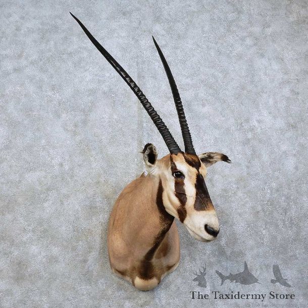 Fringe-eared Oryx Shoulder Mount For Sale #15841 @ The Taxidermy Store