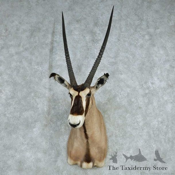Fringe Eared Oryx Shoulder Mount #13629 For Sale @ The Taxidermy Store