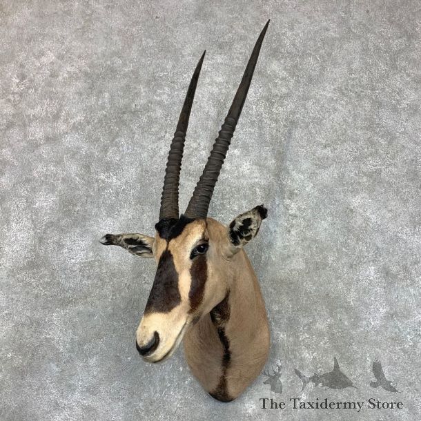 Fringe-eared Oryx Shoulder Mount For Sale #23490 @ The Taxidermy Store