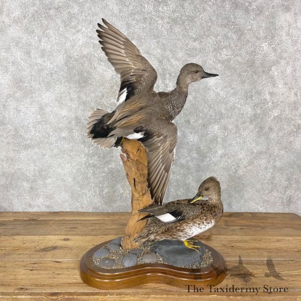 Gadwall Duck Bird Mount For Sale #24458 @ The Taxidermy Store