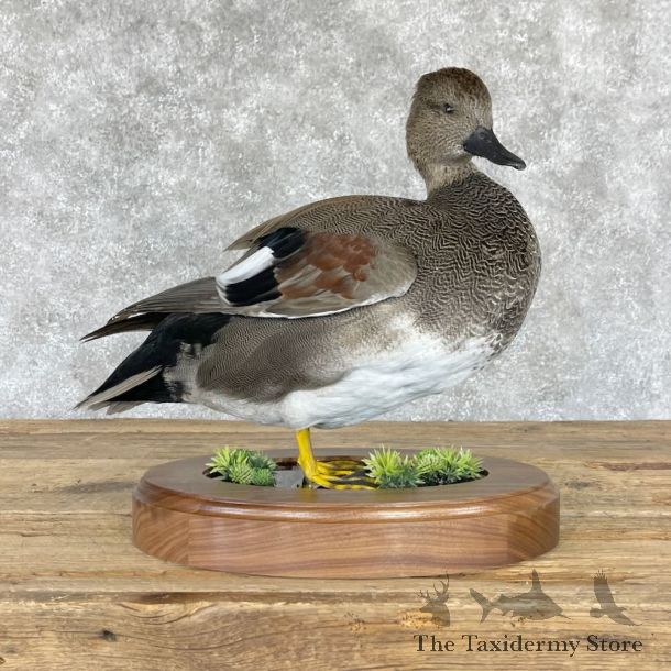 Gadwall Duck Bird Mount For Sale #28228 @ The Taxidermy Store