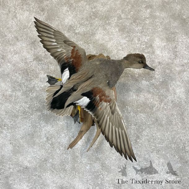 Gadwall Duck Drake Bird Mount For Sale #28203 @ The Taxidermy Store