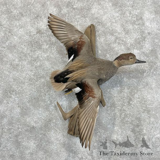 Gadwall Duck Drake Bird Mount For Sale #28436 @ The Taxidermy Store
