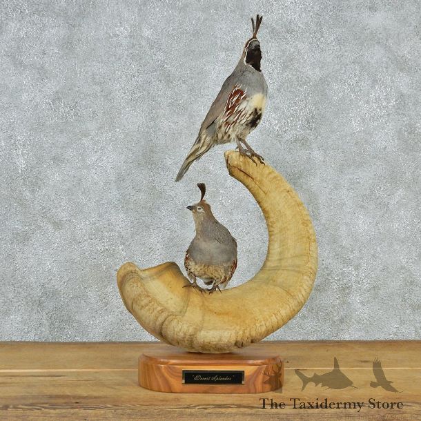 Gambel's Quail Bird Mounts on a Desert Sheep Horn #12566 For Sale @ The Taxidermy Store