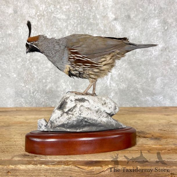 Gambel’s Quail Bird Mount For Sale #24489 @ The Taxidermy Store