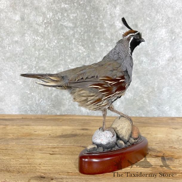 Gambel’s Quail Bird Mount For Sale #24490 @ The Taxidermy Store