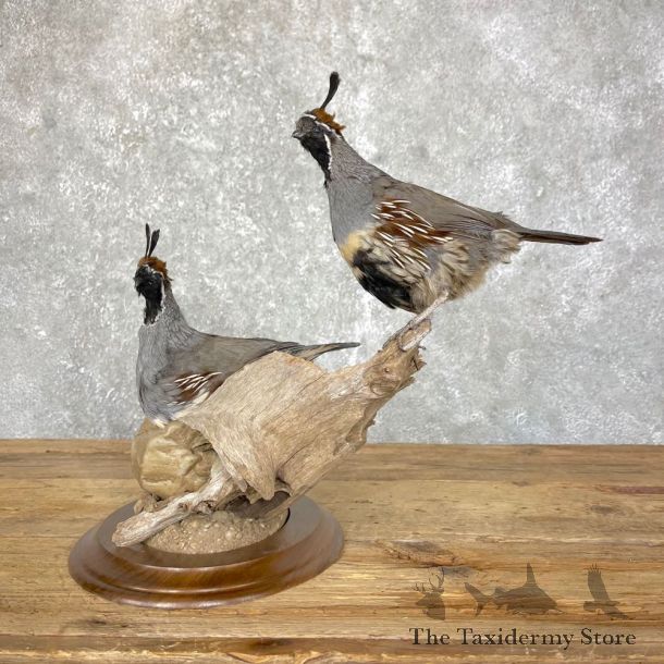 Gambel’s Quail Bird Mount For Sale #24491 @ The Taxidermy Store