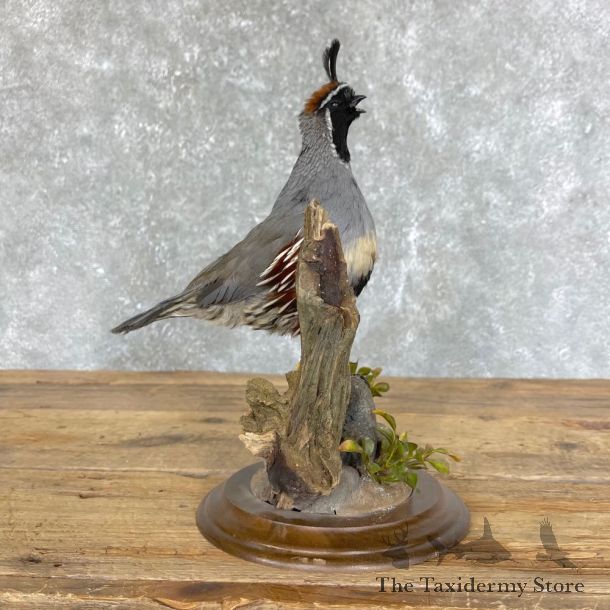 Gambel’s Quail Bird Mount For Sale #24492 @ The Taxidermy Store