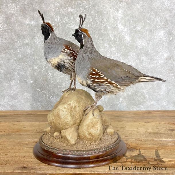 Gambel’s Quail Bird Mount For Sale #24493 @ The Taxidermy Store