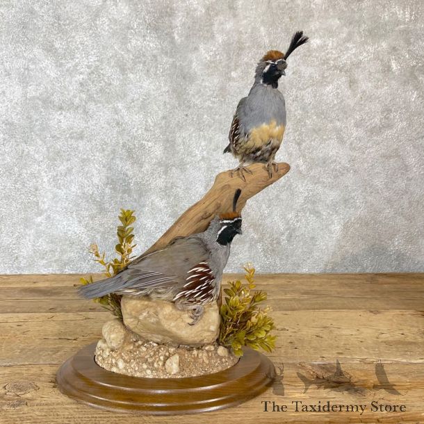 Gambel’s Quail Bird Mount For Sale #24494 @ The Taxidermy Store