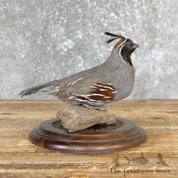 Gambel’s Quail Bird Mount For Sale #26676 @ The Taxidermy Store