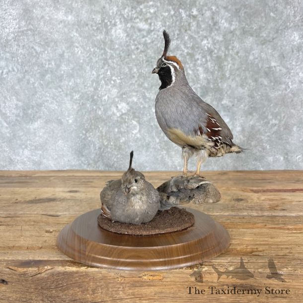 Gambel’s Quail Bird Mount For Sale #27161 @ The Taxidermy Store