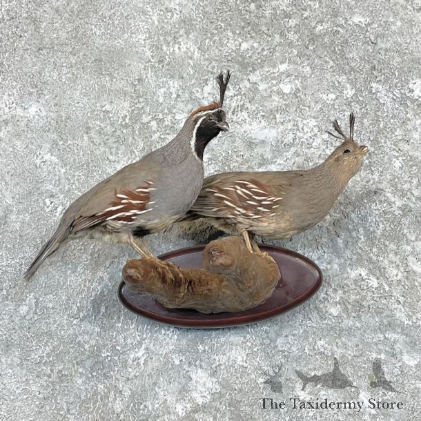 Gambel’s Quail Bird Mount For Sale #27333 @ The Taxidermy Store