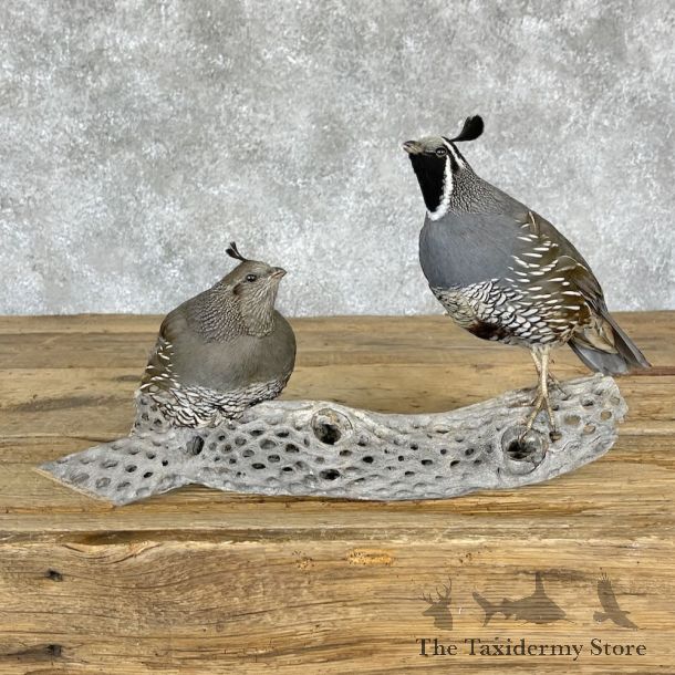 Gambel’s Quail Bird Mount For Sale #28226 @ The Taxidermy Store