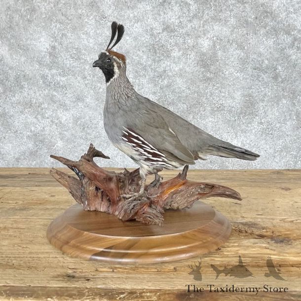 Gambel’s Quail Bird Mount For Sale #28654 @ The Taxidermy Store