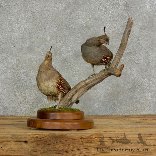 Gambel’s Quail Bird Mount For Sale #17124 @ The Taxidermy Store