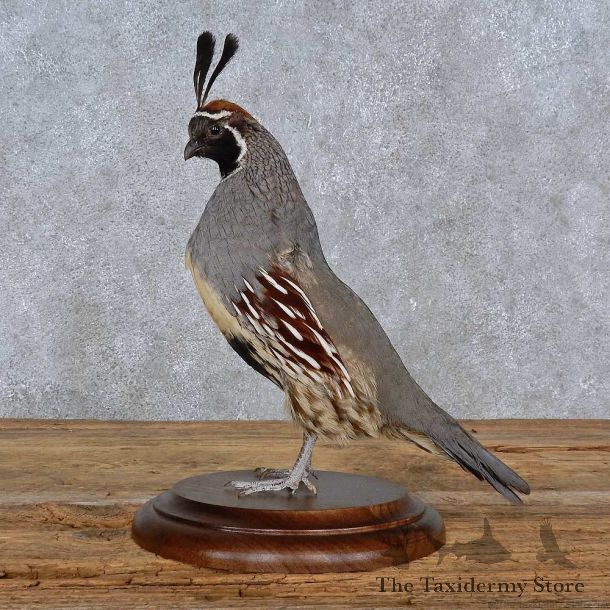 Gamble Quail Life-Size Mount For Sale #15225 @ The Taxidermy Store