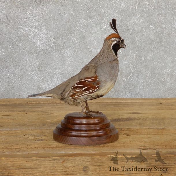 Gamble Quail Life-Size Mount For Sale #19807 @ The Taxidermy Store