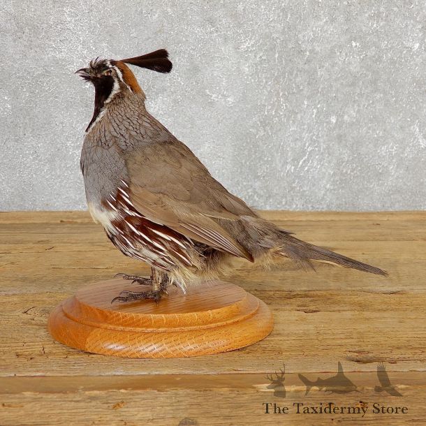Gamble Quail Life-Size Mount For Sale #19808 @ The Taxidermy Store
