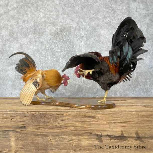 Gamecock Rooster Taxidermy Bird Mount For Sale #24718 @ The Taxidermy Store