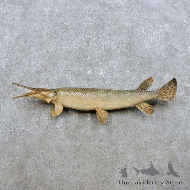 Garfish Fish Mount For Sale #14306 @ The Taxidermy Store