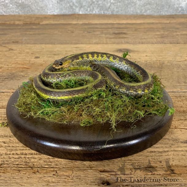 Garter Snake Taxidermy Mount For Sale #21546 @ The Taxidermy Store