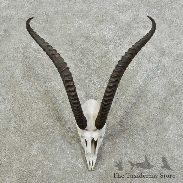 Robert’s Gazelle Skull European Mount For Sale #16020 @ The Taxidermy Store