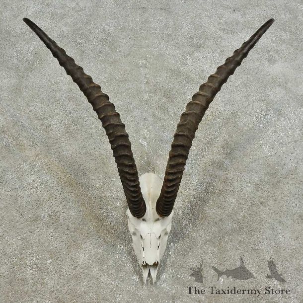 Robert’s Gazelle Skull European Mount For Sale #15923 @ The Taxidermy Store