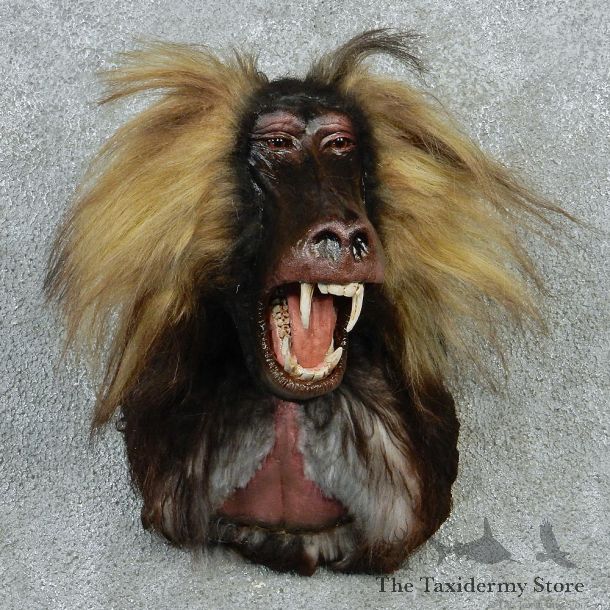 Gelada Baboon Taxidermy Shoulder Mount #12911 For Sale @ The Taxidermy Store