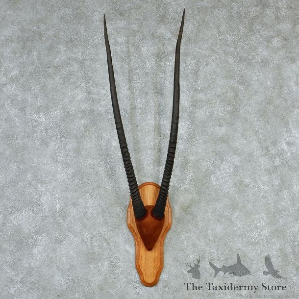 Gemsbok Horns Taxidermy Mount #13193 For Sale @ The Taxidermy Store