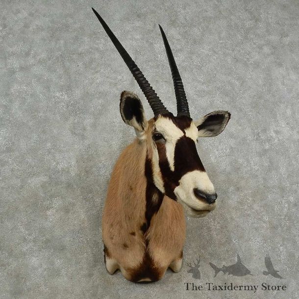 Gemsbok Oryx Shoulder Mount For Sale #16947 @ The Taxidermy Store
