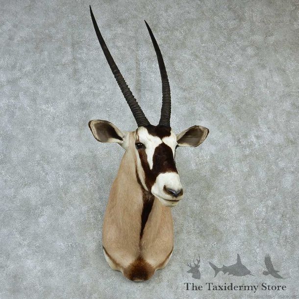 African Gemsbok Shoulder Taxidermy Mount #13238 For Sale @ The Taxidermy Store